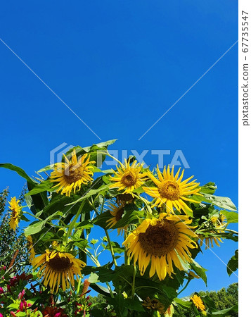 July sunflowers and sky July sunflowers and sky 67735547