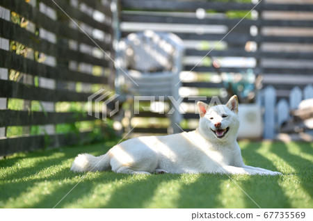 White-haired Shiba Inu resting on a dog run 67735569