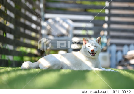 擱在狗奔跑的白髮芝犬 67735570