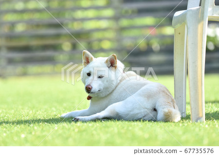 White-haired Shiba Inu resting on a dog run White-haired Shiba Inu resting on a dog run 67735576
