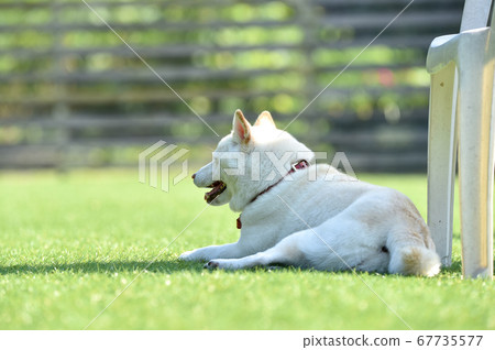 White-haired Shiba Inu resting on a dog run White-haired Shiba Inu resting on a dog run 67735577