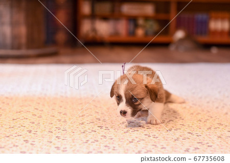 Baby corgi walking with open eyes 67735608