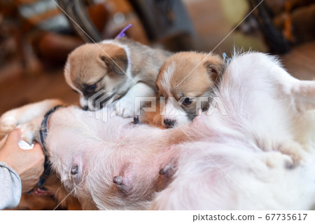 Corgi baby drinking mother's milk 67735617