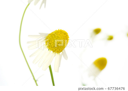 German Chamomile German Chamomile 67736476