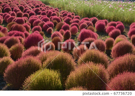Red Kokia-Hitachi Seaside Park Red Kokia-Hitachi Seaside Park 67736720