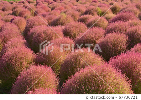 Red Kokia-Hitachi Seaside Park Red Kokia-Hitachi Seaside Park 67736721