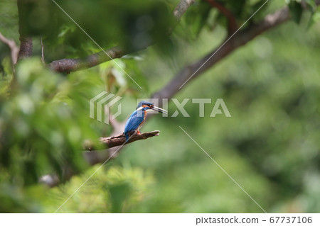 翠鳥瞄準分支的獵物 翠鳥瞄準分支的獵物 67737106
