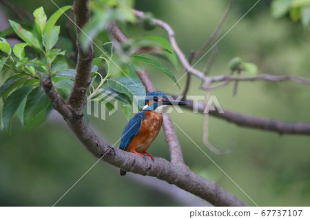 翠鳥在樹枝上休息 翠鳥在樹枝上休息 67737107