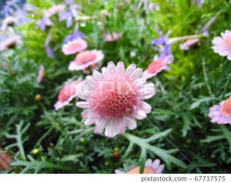 Margaret wet in the rain 67737575