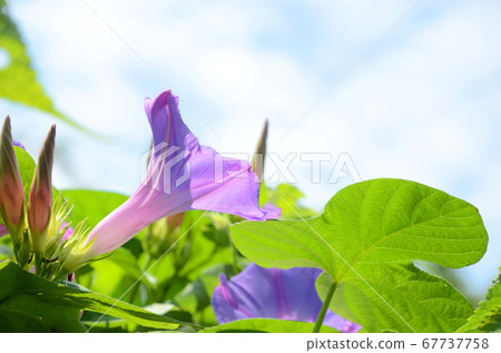 Ryukyu morning glory Ryukyu morning glory 67737758