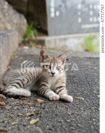 小貓坐在瀝青街上的虎斑貓 小貓坐在瀝青街上的虎斑貓 67737767