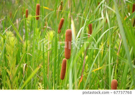 Cattails that cluster in the water Cattails that cluster in the water 67737768