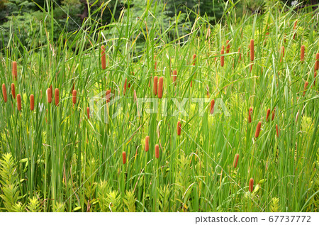 Cattails that cluster in the water 67737772