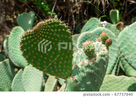 Close up of Opuntia, commonly called prickly pear 67737840