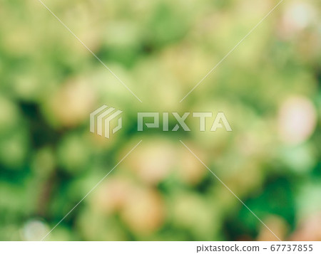 Abstract forest bokeh background, stray focus Abstract forest bokeh background, stray focus 67737855