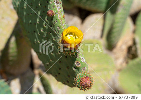 Close up of Opuntia, commonly called prickly pear Close up of Opuntia, commonly called prickly pear 67737899