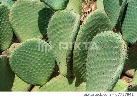 Close up of Opuntia, commonly called prickly pear Close up of Opuntia, commonly called prickly pear 67737941