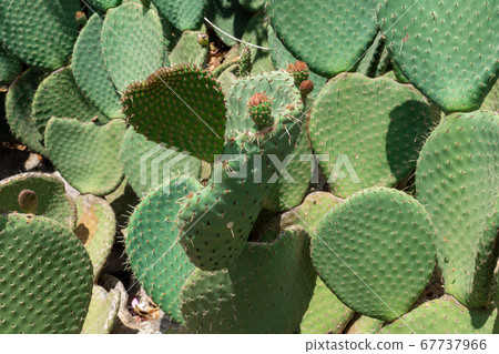 Close up of Opuntia, commonly called prickly pear Close up of Opuntia, commonly called prickly pear 67737966