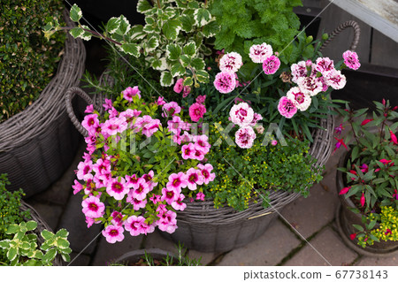 Blossoming pink and red Calibrachoa petunia potted 67738143