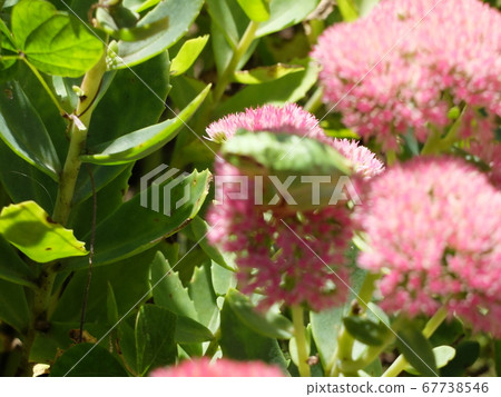 花上的樹蛙 花上的樹蛙 67738546