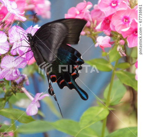 燕尾蝴蝶的女性 67738661