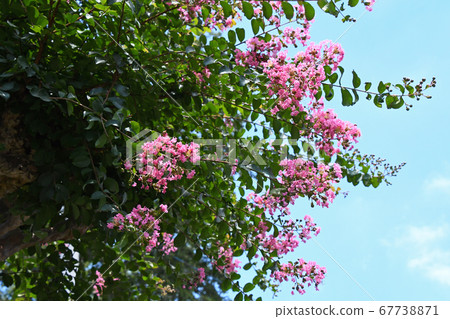 縐紗花 縐紗花 67738871
