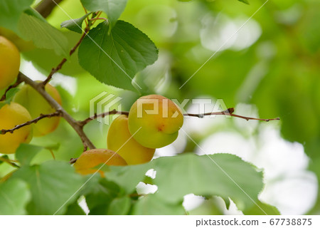 Apricot fruit that has begun to ripen 67738875
