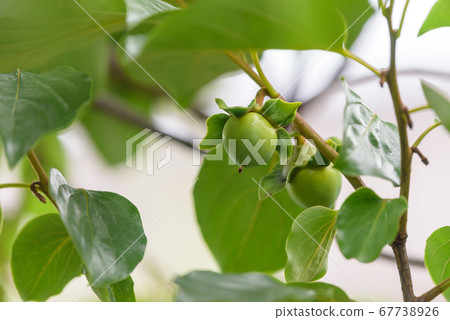 柿子青年 柿子青年 67738926