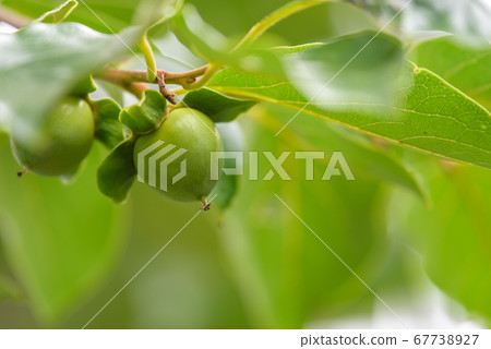 柿子青年 柿子青年 67738927