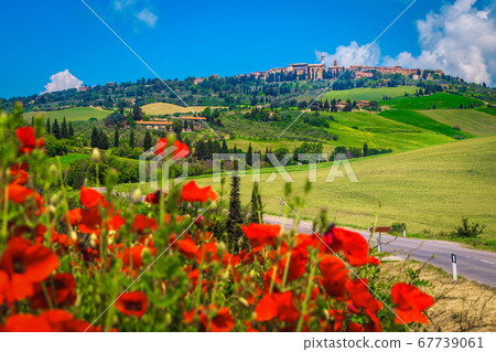 Beautiful Tuscany cityscape and blooming red poppy flowers, Pienza, Italy, Europe Beautiful Tuscany cityscape and blooming red poppy flowers, Pienza, Italy, Europe 67739061