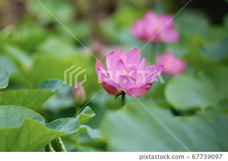 蓮花 蓮花 67739097