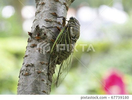 Cicadas 67739180
