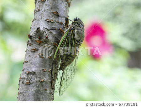Cicadas 67739181