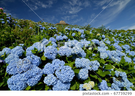 盛開的繡球花大川原15（德島縣Prefecture川町村） 67739299
