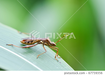 Hoop Heli Bug Hoop Heli Bug 67739356