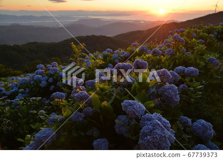 Okawara Kogen 2 at sunrise (Sanakawachi Village, Tokushima Prefecture) 67739373