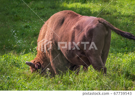 The European bison grazes on a green field with green grass 67739543