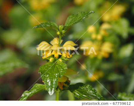 Castanopsis odoricosaur 67739612