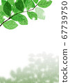 Cherry tree leaves and shade under the sunbeams [Summer/Green]_4 67739750