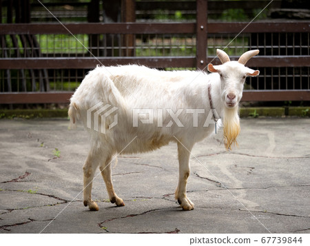 Shiba yagi Shiba yagi 67739844