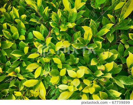 garden in the evening garden in the evening 67739899