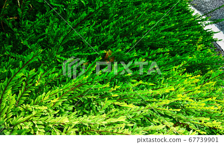 garden in the evening garden in the evening 67739901