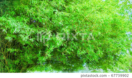 garden in the evening garden in the evening 67739902