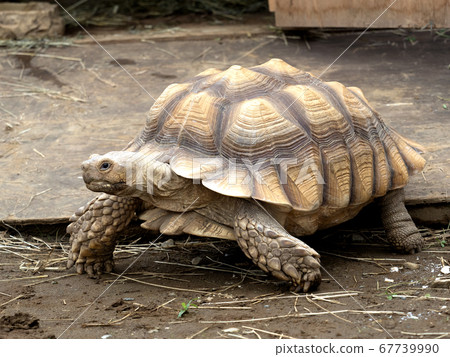 African spurred tortoise African spurred tortoise 67739990