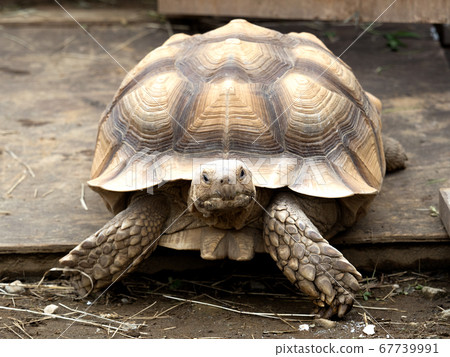 African spurred tortoise African spurred tortoise 67739991