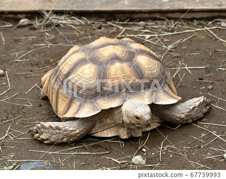 非洲鞭龜 非洲鞭龜 67739993