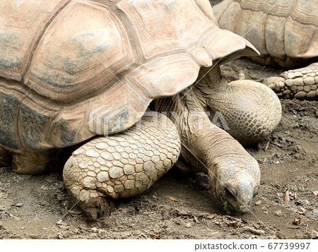 非洲鞭龜 67739997