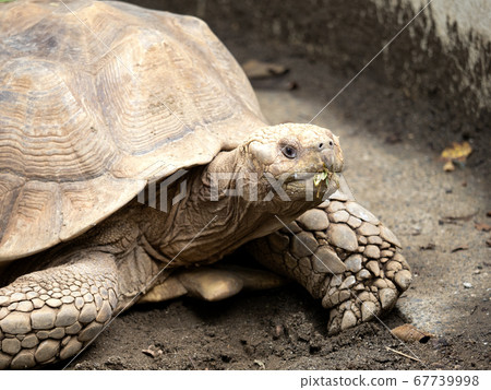 African spurred tortoise 67739998