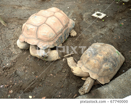 African spurred tortoise 67740000