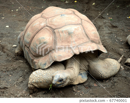 African spurred tortoise 67740001